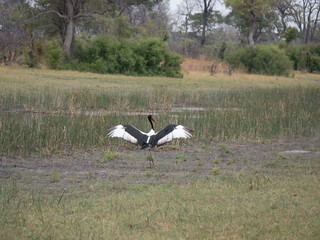 Saddle-billed stork