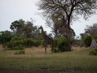 Giraffe