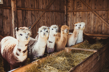 Group of cute alpacas in barn © linaskk