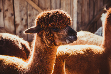 Cute alpaca in the barn lit by sunlight