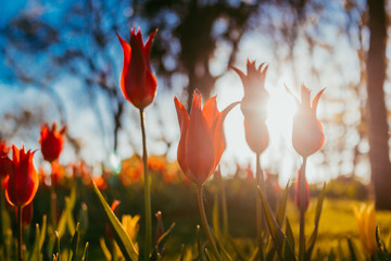 Red Tulips and sun