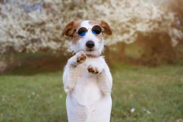 PORTRAIT FUNNY JACK RUSSELL DOG HIGH FIVE AND STANDING ON TWO LEGS, WEARING SUMMER EYEGLASSES AND...