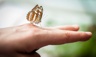 Motyl © Damian