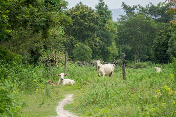 Fototapeta premium Asian cows in a field near Siem Reap, Cambodia
