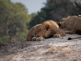 Sleeping lion