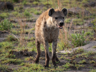 Hyena