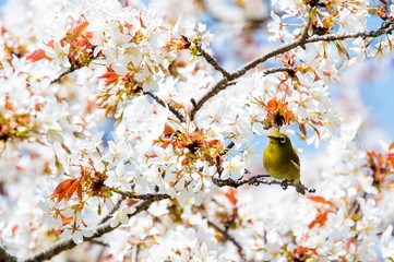 魚見桜