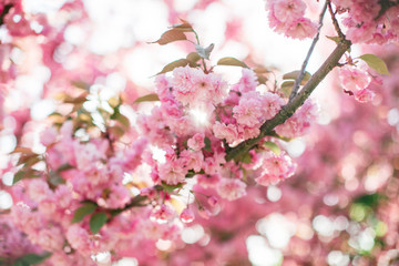 Fototapeta na wymiar Branch with blossoming sakura flowers in the sun