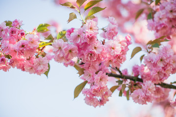 Obraz premium Branch with blossoming sakura flowers in the sun