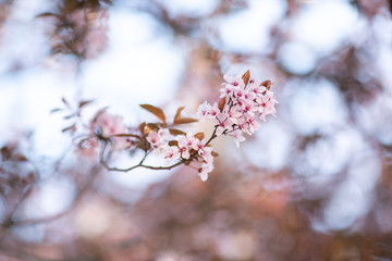 Branch with blossoming sakura flowers in the sun