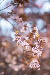 Branch with blossoming sakura flowers in the sun