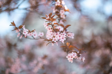 Branch with blossoming sakura flowers in the sun