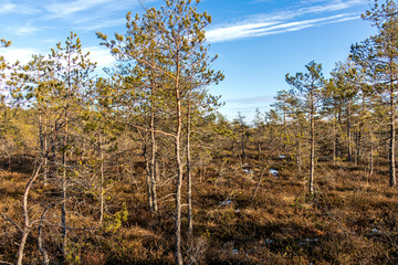 Landscape of Kemeri Great swamp with moorland poor vegetation, pine trees at winter