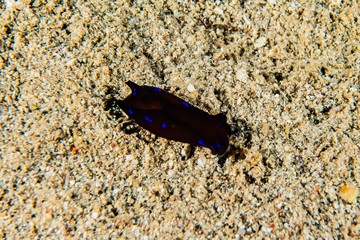 Sea slug in the Red Sea Colorful and beautiful, Eilat Israel