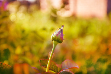 Beautiful red rosebud in summer garden with green soft blurred background