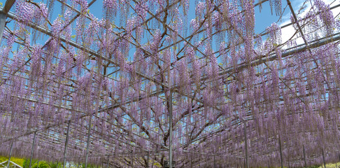 Beautiful full blooming Purple Giant Miracle Wisteria blossom trellis. The Great Wisteria Festival in Ashikaga Flower Park, Tochigi prefecture, Famous travel destination in Japan