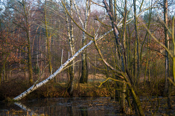 drzewa na bagnach © Piotr Szpakowski