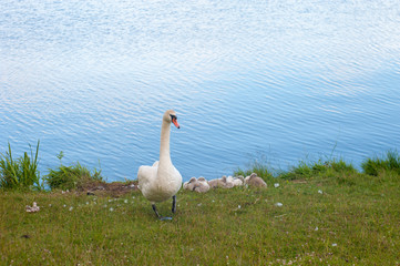 Swans are birds of the family Anatidae within genus Cygnus. The swans close relatives include geese and ducks. Swans with closely related geese in subfamily Anserinae where they form tribe Cygnini.