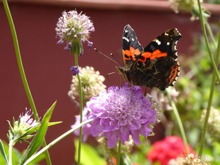 Schmetterling, Schmetterlinge