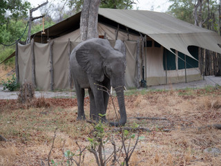 Elephant in camp