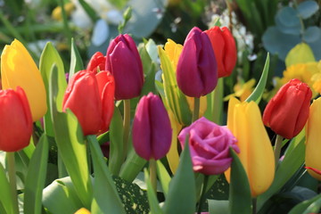 Mixed tulip bouquet