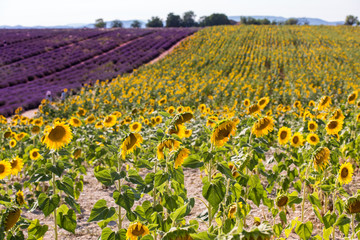 lavender and sunflower field