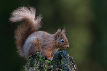 Red Squirrel (Sciurus vulgaris) on mossy tree stump in dark forest