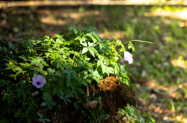 flowers in the field