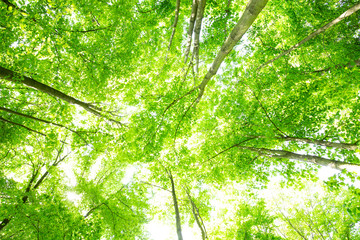 Saftig grüne Baumkronen im Laubwald