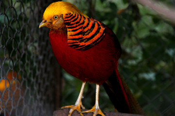 Golden pheasant bright bird sitting on a branch in captivity near the cage