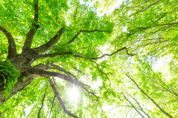 Frühling Wald Sonne und Bäume