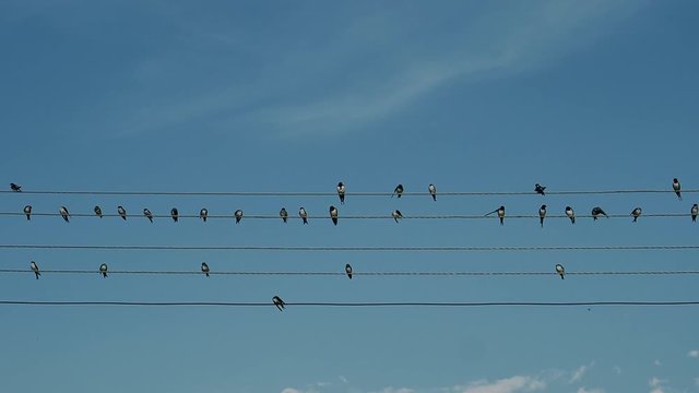 Birds sitting on wires and chirping   Summer day birds sitting on the wires, chirp, and preen their wings   