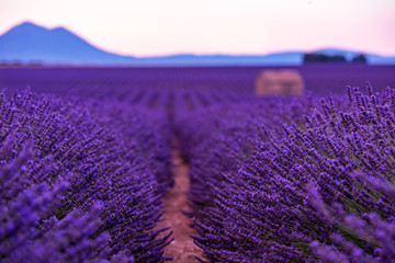 stone house at lavender field