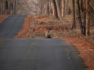 Monkey on road