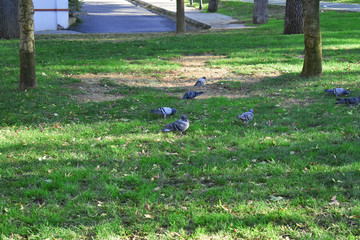pigeons flying in the ground and in the air.The flock of pigeons waiting to eat from tourists who visit the public park.