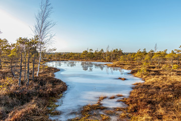 Kemeri Great swamp with autumn colored flora of winter peat bog, Latvia, Northern Europe
