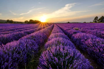 Fotobehang Lavendelveld in de Provence, Mont Ventoux op de achtergrond. Zonsondergang. © Marina
