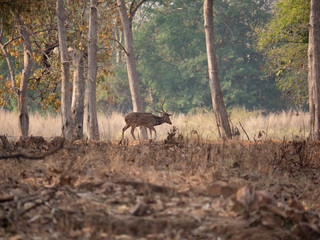 Deer in forest