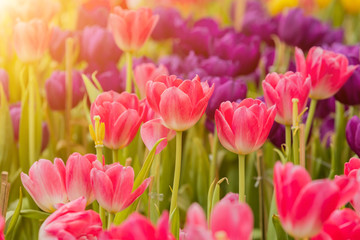 Tulips flower blooming blossom with the bright morning sun
