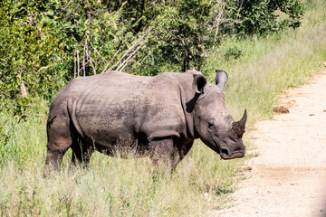 white rhino / rhinoceros in an open field in South Africa