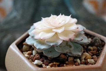 kaktus blume in hong kong 