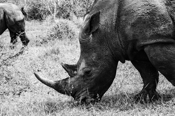 white rhino / rhinoceros in an open field in South Africa