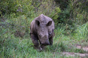 white rhino / rhinoceros in an open field in South Africa