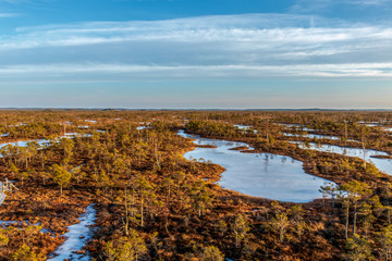 View from walking wooden trail in the swamp in Kemeri Great swamp moorland at sunny winter day with blue sky, Latvia