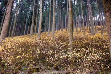 野倉のミツマタ