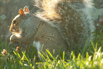 Noshing squirrel