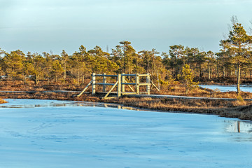 Landscape of Kemeri Great swamp with moorland flora at winter peat bog and its reflection in swamp frozen lakes