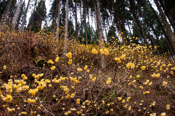 Obraz premium 野倉のミツマタ