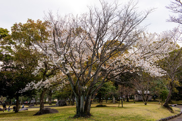 Obraz premium 南立石の山桜