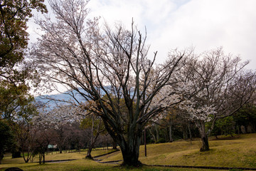 Obraz premium 南立石の山桜